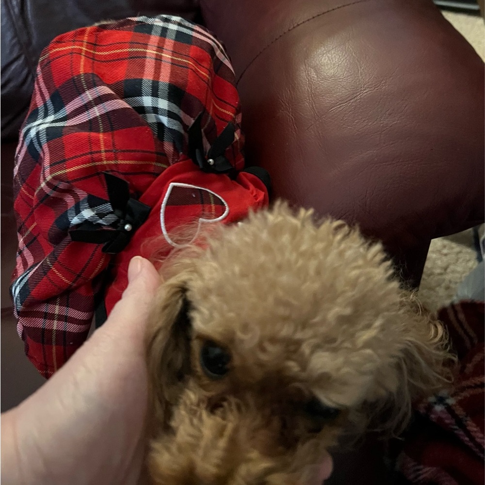 NWOT:  Adorable dress for a play dog or real dog that is no more than 2-8 lbs.